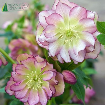 HELLEBORUS orientalis Double Picotee 20/30 Cont.3/4 L 