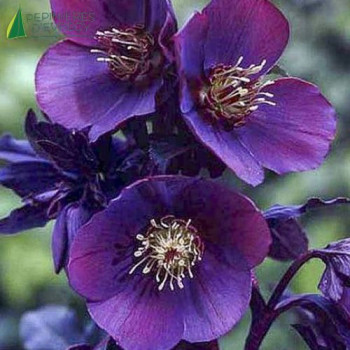 HELLEBORUS orientalis Mettalic blue lady