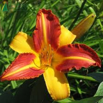 HEMEROCALLIS bicolore  Godet 8/9 
