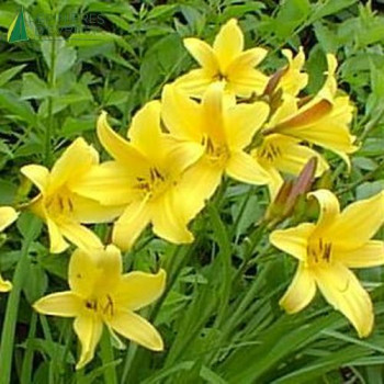 HEMEROCALLIS citrina  Godet 8/9 