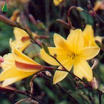 HEMEROCALLIS corky  Cont.5/7.5 L 