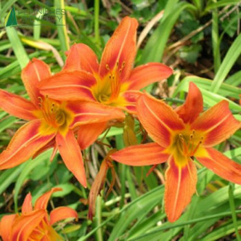 HEMEROCALLIS orange  Godet 8/9 