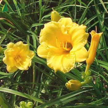 HEMEROCALLIS stella De oro  Godet 8/9 