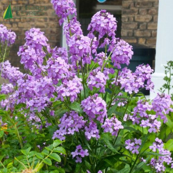 HESPERIS matronalis Violet