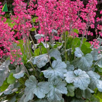 HEUCHERA Berry Timeless