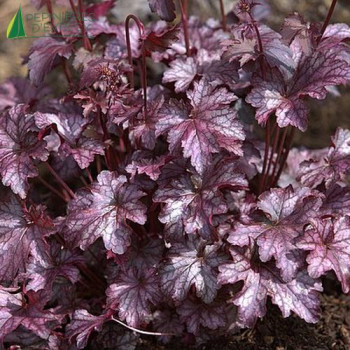 HEUCHERA blackberry Jam©  Godet 8/9 