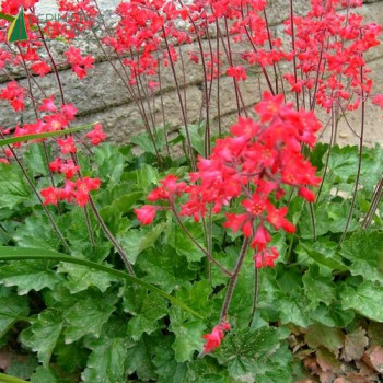 HEUCHERA bri.pluie De feu
