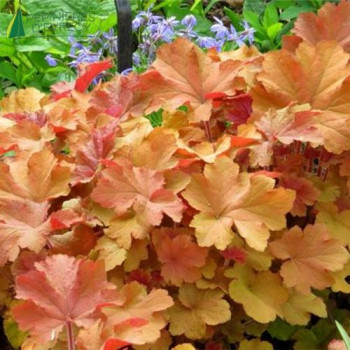 HEUCHERA Caramel