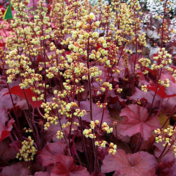 HEUCHERA  Blondie  Cont.3/4 L 