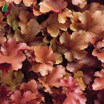 HEUCHERA marmelade  Cont.3/4 L 