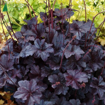 HEUCHERA obsidian  Godet 8/9 