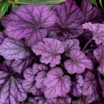 HEUCHERA  Wild Rose  Cont.3/4 L 
