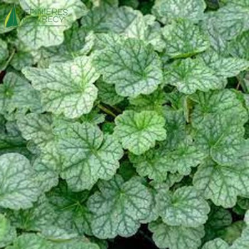 HEUCHERA Dales strain