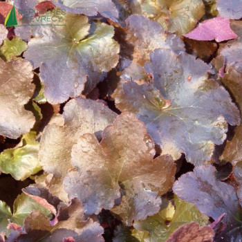 HEUCHERA frosted Chocolat®  Cont.3/4 L 