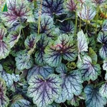 HEUCHERA green Spice©  Cont.3/4 L 