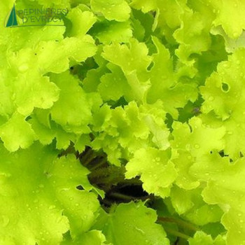 HEUCHERA lime marmalade  Cont.3/4 L 