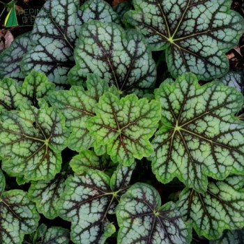 HEUCHERA Marvelous Marble