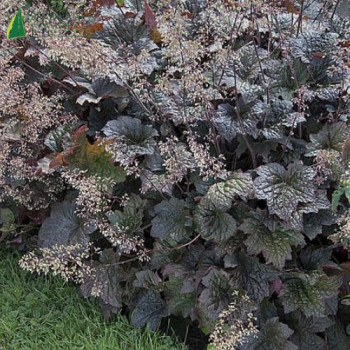 HEUCHERA micr.palace Purple