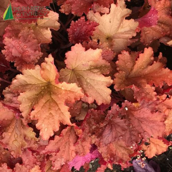 HEUCHERA Peachberry Ice