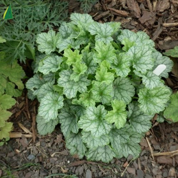 HEUCHERA  Peppermint ice  Cont.3/4 L 