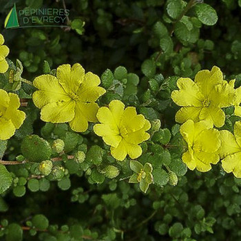 HIBBERTIA aspera
