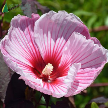 HIBISCUS moscheutos Jolly Heart
