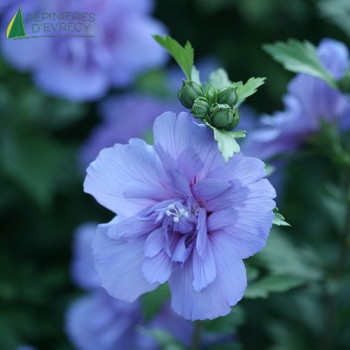 HIBISCUS syriacus Blue chiffon