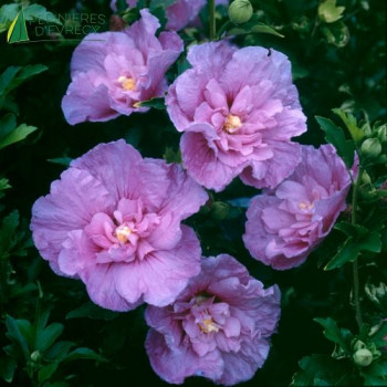 HIBISCUS syriacus Lavender chiffon