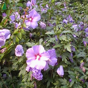 HIBISCUS syriacus Oiseau bleu