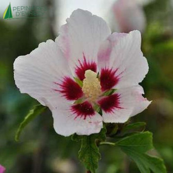 HIBISCUS syriacus Red hearth 40/60 Cont.3/4 L 