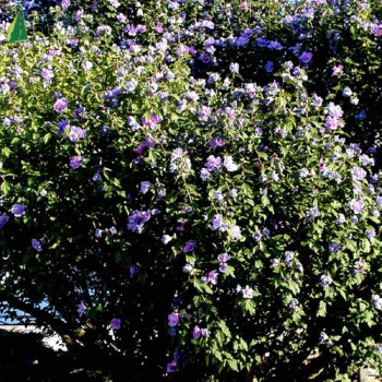 HIBISCUS syriacus White chiffon