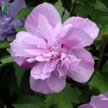 HIBISCUS syriacus Ardens