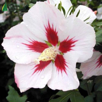 HIBISCUS syriacus Hamabo