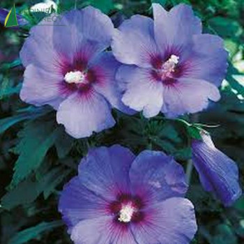 HIBISCUS syriacus Marina