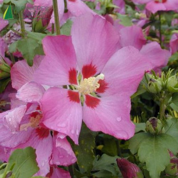 HIBISCUS syriacus Woodbridge