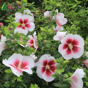 HIBISCUS x Walberton's Lunar Flare