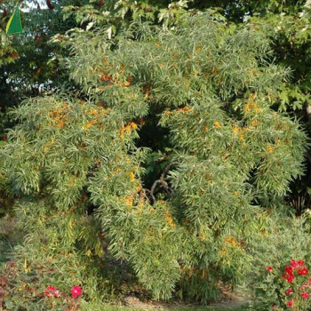 HIPPOPHAE rhamnoides 50/60 Cont.3/4 L 
