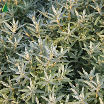 HIPPOPHAE rhamnoides Silver Star