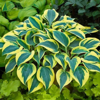 HOSTA fortunei Autumn Frost  Cont.3/4 L 