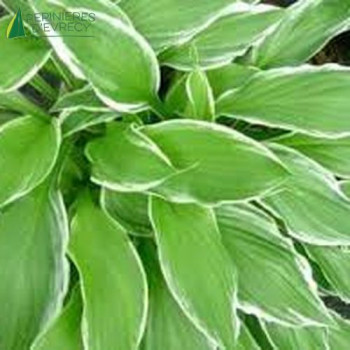HOSTA fortunei Albomarginata  Godet 8/9 