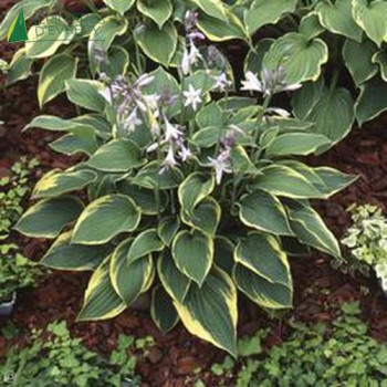 HOSTA fortunei Auréomarginata