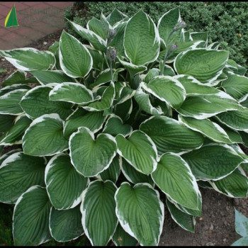 HOSTA fortunei Francee  Cont.3/4 L 