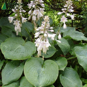 HOSTA sieboldiana Elegans  Cont.3/4 L 