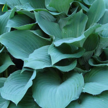 HOSTA big Daddy  Cont.5/7.5 L 