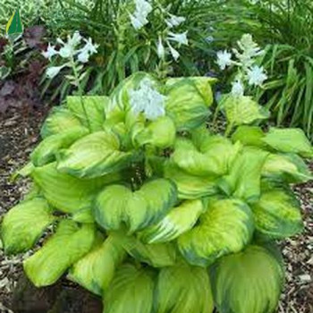 HOSTA Guacamole