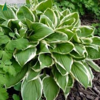 HOSTA undulata Albomarginata  Cont.3/4 L 