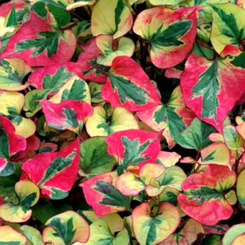 HOUTTUYNIA cordata Flame