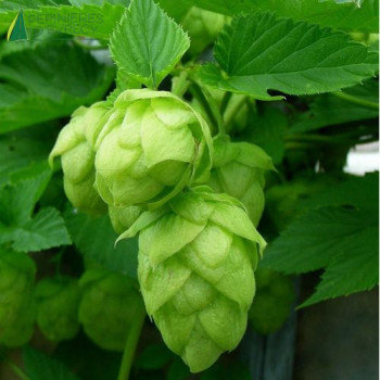 HUMULUS lupulus Nordbrau