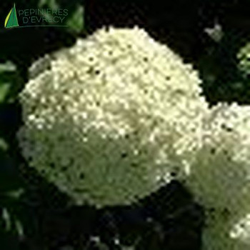 HYDRANGEA arborescens Annabelle