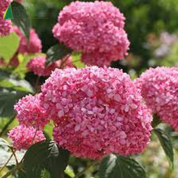 HYDRANGEA arborescens Pink annabelle 60/70 Cont.5/7.5 L 